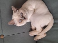 8 Aylık Kısırlaştırılmış Safkan British Shorthair