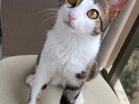 KEDİMİZ ÇOK ACİL YUVA ARIYOR