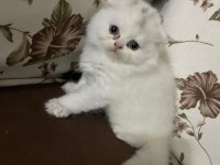 Scottish Fold Yavruları