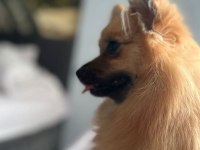Adana içi pomeranian
