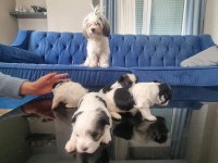VETERİNER KONTROLÜNDE TESLİM EDİLECEK MORKİE YAVRULARI