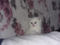 50 günlük scottish fold