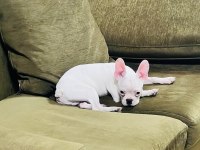 Kar Beyaz French Bulldog