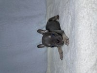 MAVİ GÖZ A KALİTE FRENCH BULLDOG YAVRULAR