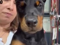 Türkiyeden çıkan dünya standardı doberman yavrular