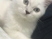 Dünya tatlısı british shorthair