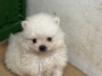 Pomeranian boo yavrularımız teslime hazır