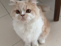 Dişi İran Kedime Eş Arıyorum!