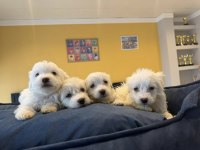 MALTESE YAVRULAR MALTİPO VE TOY POODLE YAVRULAR ANK