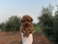 Renk renk çeşit çeşit toy poodle yavrularımız 