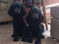 Siyah cocker yavrusu