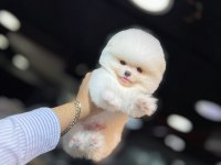 POMERANİAN ÜRETİM ÇİFTİĞİNDEN