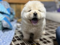 Chow chow (Çin Aslanı) Yavruları
