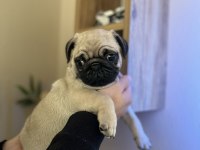 Pug Mops Üst kalite Erkek Yavrumuz