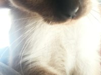 SİYAM ANNE KEDİMİZ VE 2 YAVRUSU SAHİPLENDİRİLECEK