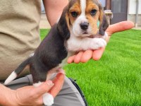 Harika beagle bebekler