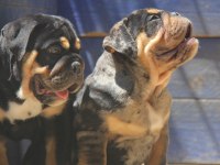 RENKLİ BULLDOG ÇOCUKLAR