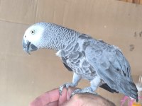 UYSAL ELDEN MEYVE YİYEN JAKO