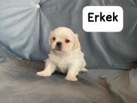 İmperial Pekinez 3 dişi 2 erkek