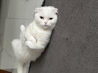 Dişi 1,5 Yaşında Bakımlı Aşıları Tam Scottish Fold