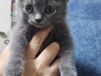 Sahibinden scottish fold