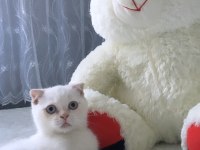 Safkan scottish fold beyaz