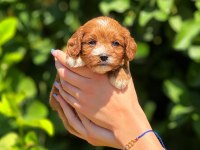 Teslime Hazır Maltipoo Cinsi Köpekler