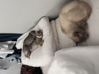 British shorthair blue point ve whiskas