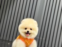 Sağlık Ve Irk Garantili Pomeranian