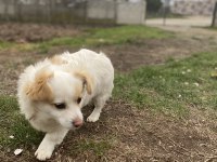 Sahiplendirilecek köpeğimiz