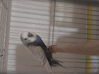 Gözüm gibi baktığım kuşlarımı sahiplendiriyorum