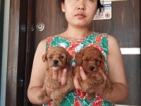 Tatlı maltipoo yavrular bizde