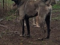 SİVASIN DEV KANGAL KÖPEKLERİ