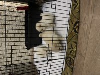 Pomeranian boo yavrular