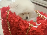 66 günlük pomeranian köpeği