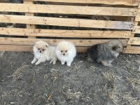 Anne altından pomeranian boo yavrularımız