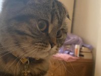 Bir Yaşına Yeni Girmiş Scottish Fold Kızımıza Eş Arıyoruz