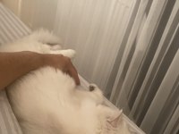 1 yaşında dişi güzeller güzeli kedimiz