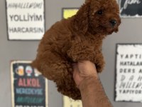 Toy poodle yavrularımız rezerve açık