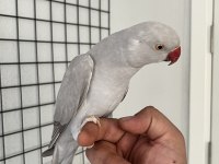 Evcil ve yavru vermiş takım pakistan papağanı
