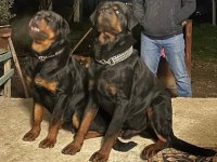 A KALİTE ROTTWEİLER BEBEKLERİMİZ DAHA İYİSİ OLANA KADAR