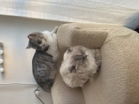 Çok sevecen 2 kedimi sahiplendirmek istiyorum