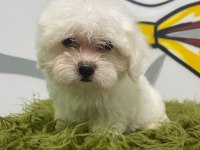 MALTESE YAVRULAR