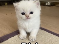 Dünyalar güzeli british shorthair yavrular