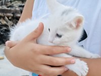 Van kedisi yavrusu babalık hakkı alınmıştır