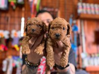 En akıllı apartman köpeği a şecereli toy poodle