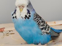 Jumbo Takım Muhabbet Kuşu