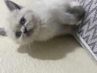 2 aylık british shorthair