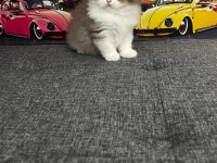 Cinnemon bi color british longhair yavrumuz