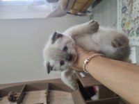 Scottish fold ve british bebekler